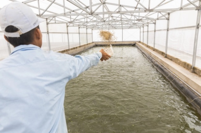 Kết hợp nuôi thủy sản với sản xuất điện mặt trời