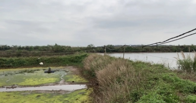 Con tôm Móng Cái sẵn sàng "ngày trở lại"