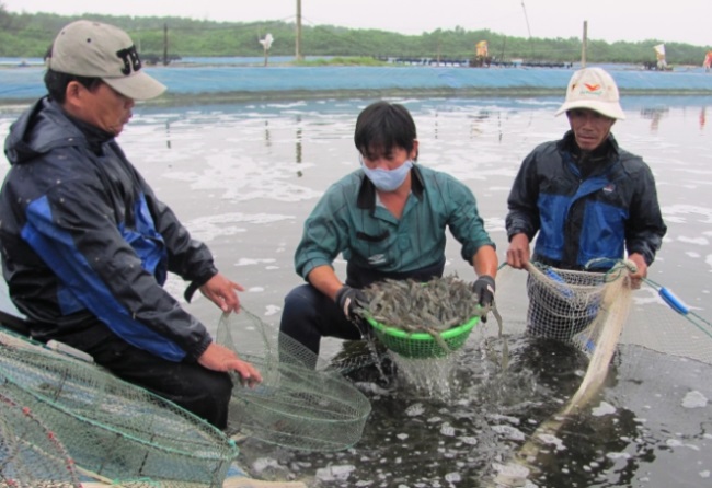Không chủ quan dịch bệnh do virus Div trên tôm nước lợ