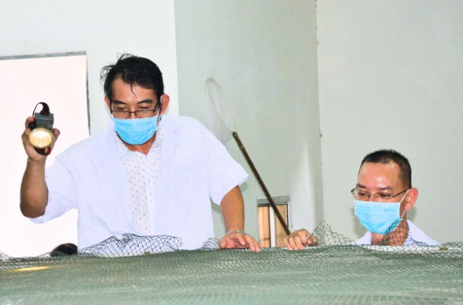 Trà Vinh: Sản xuất thành công tôm sú bố mẹ sạch bệnh