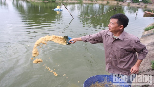 Nuôi cá sạch làm giàu