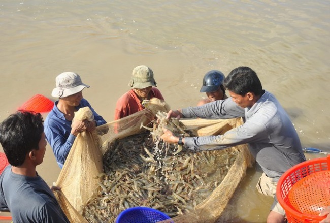 Xuất khẩu tôm vẫn lạc quan
