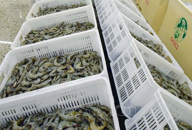 Cà Mau: Tập trung ưu tiên cho vay thu mua nguyên liệu thủy sản tạm trữ