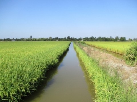 Mô hình luân canh tôm sú - lúa xen tôm càng xanh ứng phó với hạn, mặn