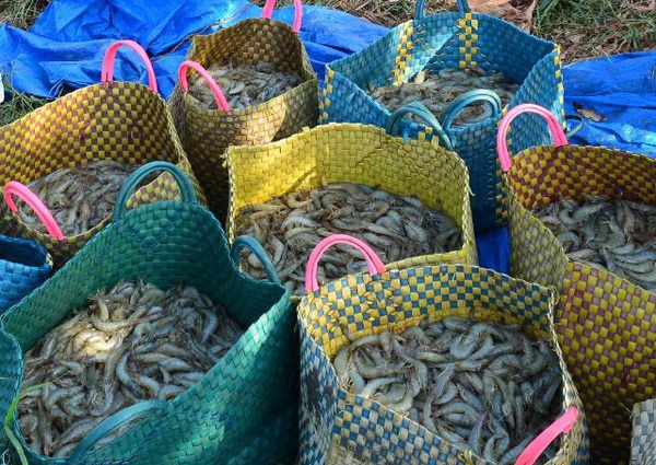 Giá tôm nguyên liệu tại ĐBSCL tăng 