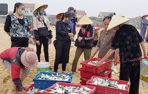 Quảng Bình: Ngư dân bãi ngang được mùa vụ cá nam
