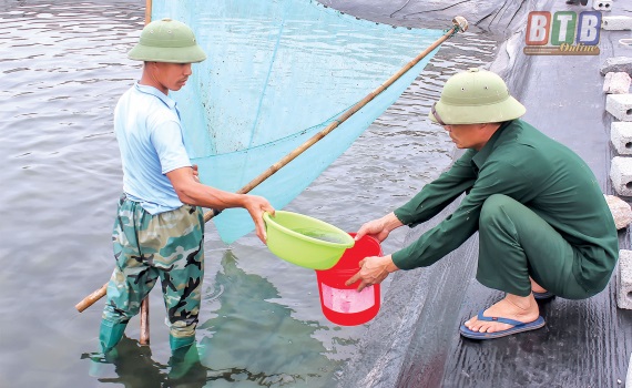 Thái Thụy (Thái Bình): Nuôi thả vụ tôm xuân hè