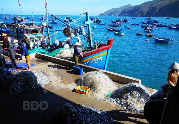Bình Định: Ngư dân Nhơn Lý được mùa thủy sản