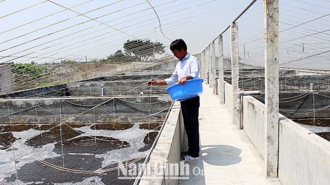 Nam Định: Hiệu quả từ mô hình nuôi tôm trong bể xi măng ở Hải Đông