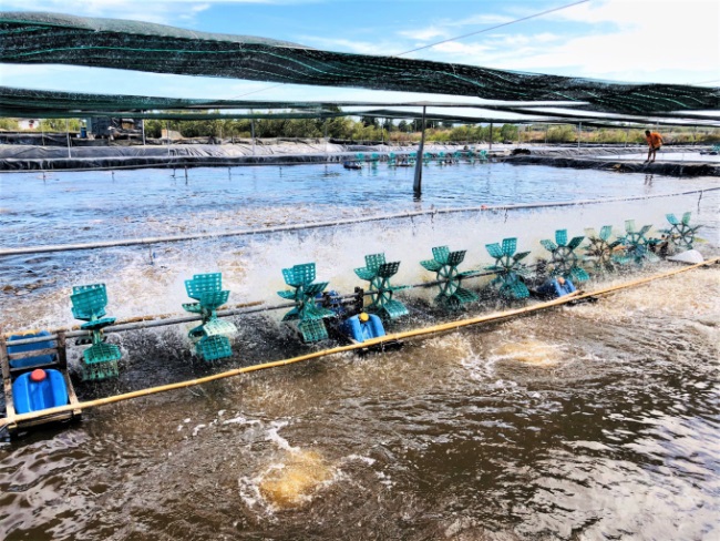 Bất ngờ nuôi tôm trên ruộng muối