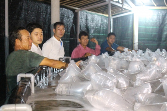 Quảng Trị: Nuôi tôm thẻ chân trắng thâm canh 3 giai đoạn