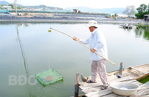 Bình Định: Thu hoạch vụ tôm đầu tiên của năm 2020: Phần lớn người nuôi tôm có lãi