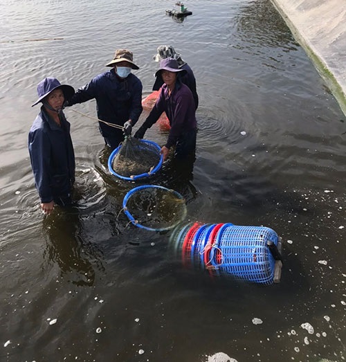 Lo ngại virus nguy hiểm trên tôm