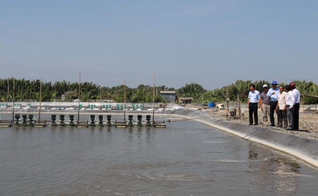 Cần phòng bệnh cho tôm trong mùa mưa