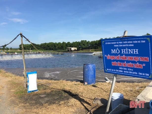 Nuôi tôm sinh học, 2 nông dân Hà Tĩnh lãi 200 triệu đồng/vụ