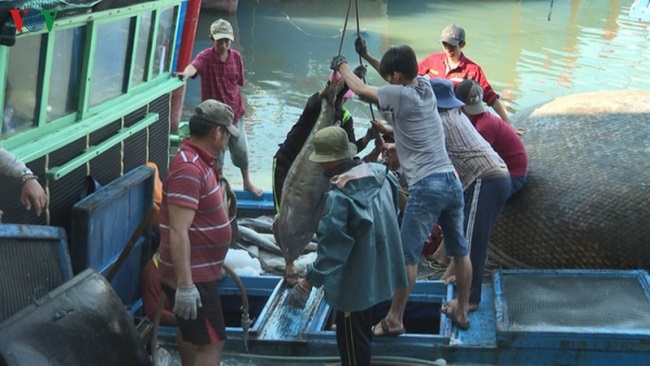 Ghi nhật ký khai thác đã trở thành thói quen của ngư dân Phú Yên