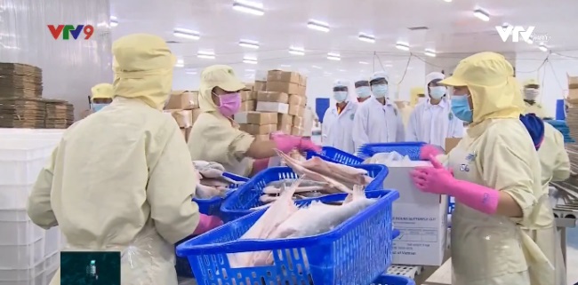 Giải pháp nào cho ngành hàng cá tra thời Covid?