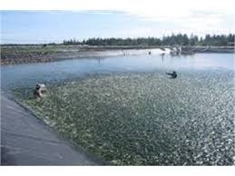 Quy định về sên, vét ao đầm trong nuôi trồng thủy sản