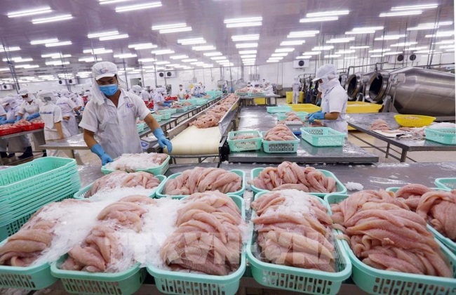 Cá tra Việt tìm "đường bơi" ở thị trường trong nước