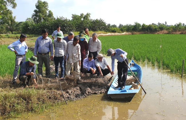 Phát triển sản xuất cánh đồng lớn tôm-lúa tại Kiên Giang