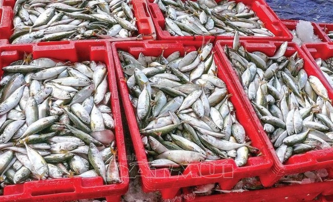 Chống khai thác thủy sản bất hợp pháp (IUU): Khó khăn trong việc truy xuất nguồn gốc thủy sản