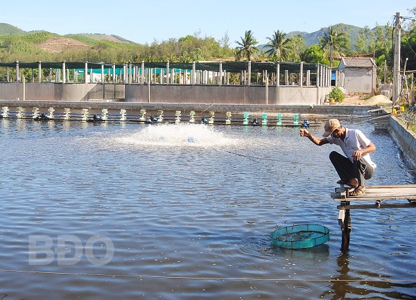 Bình Định: Nông nghiệp công nghệ cao-làm ao nổi trên cạn để nuôi tôm, thu 4-5 tỷ/vụ