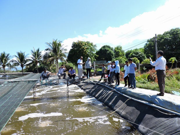 Bình Định: Nuôi tôm thẻ chân trắng ứng dụng công nghệ semi-floc: Lợi nhuận cao, giữ môi trường bền vững