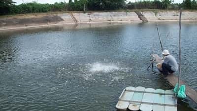 Bình Định: 145 cơ sở nuôi tôm được cấp giấy xác nhận
