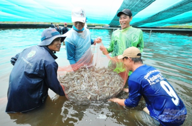 Bạc Liêu: Nuôi tôm siêu thâm canh giảm rủi ro