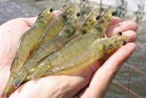 Giải pháp khắc phục tình trạng tôm nuôi chậm lớn