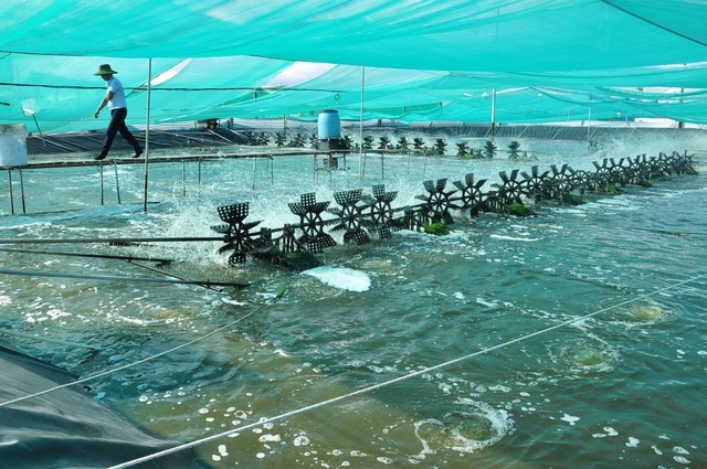 Bạc Liêu: Việt Nam lần đầu tiên có trung tâm công nghiệp tôm