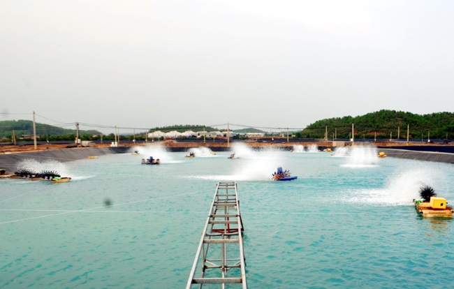 Tôm Quảng Ninh và cơ hội "bật" tới EVFTA