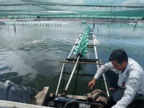 Hiệu quả mô hình nuôi tôm hai giai đoạn ứng dụng công nghệ cao