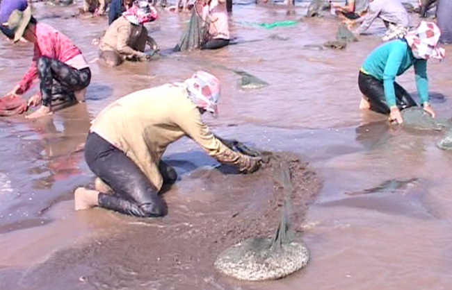 Bến Tre: Hợp tác xã thủy sản Rạng Đông khai thác 342 tấn nghêu