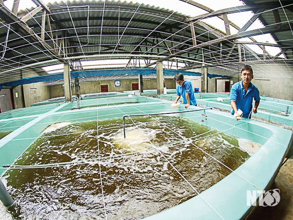 Ninh Thuận Ứng dụng khoa học - công nghệ vào sản xuất tôm giống