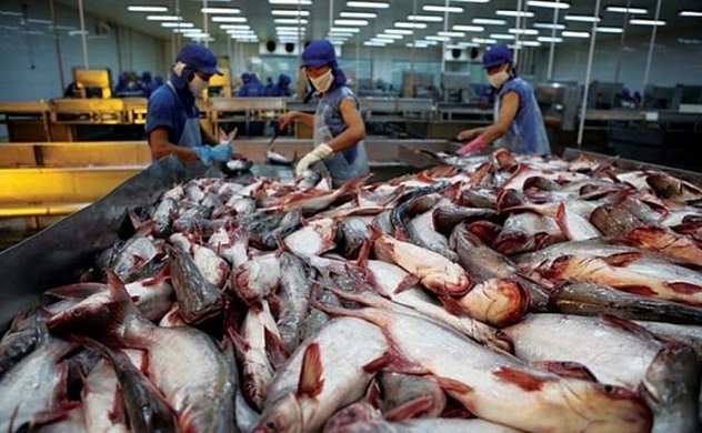 Lối thoát nào cho cá tra "thoát khó"?