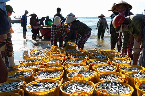 Nhộn nhịp mùa cá cơm cuối vụ Nam