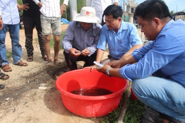 Quảng Trị: Nuôi tôm thẻ chân trắng thâm canh 3 giai đoạn