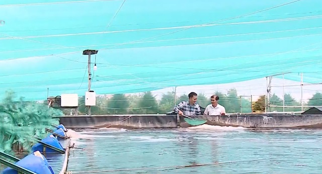 Tạo sinh kế, làm giàu từ con tôm