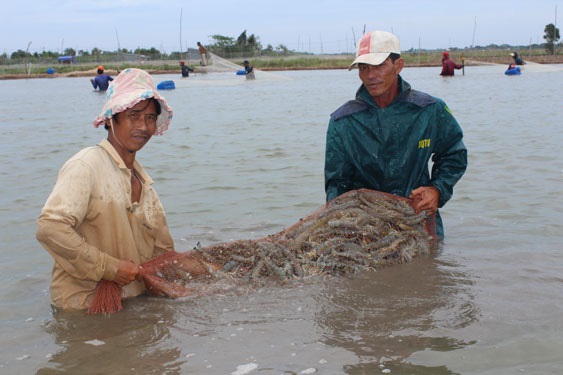 Mô hình tôm - lúa cho lãi cao