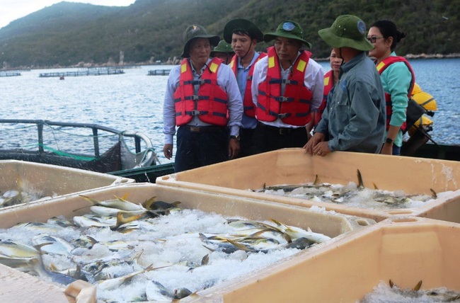 Chiến lược nuôi biển đến năm 2030: Tiềm năng lớn, kỳ vọng cao