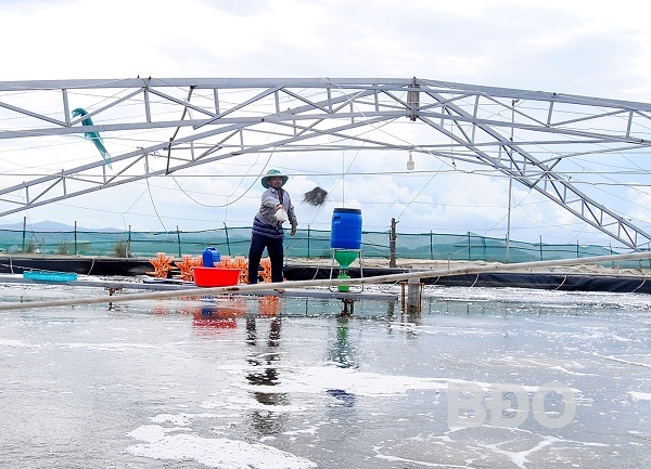 Sử dụng chế phẩm sinh học trong nuôi tôm: Ổn môi trường, ngừa dịch bệnh
