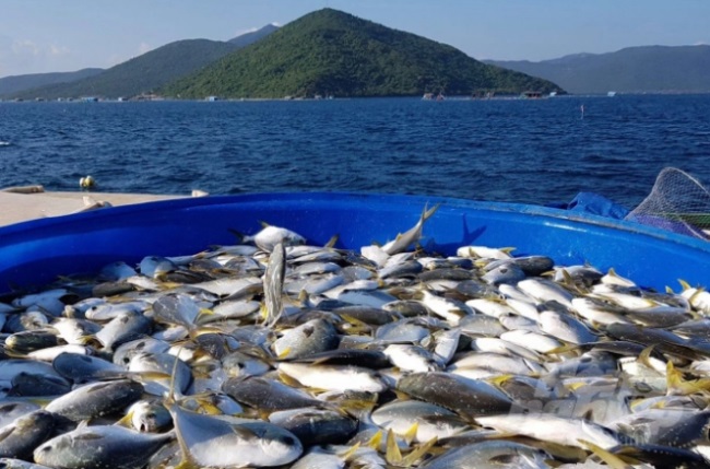 RIA1: Nơi đưa nuôi biển Việt Nam lên tầm cao mới