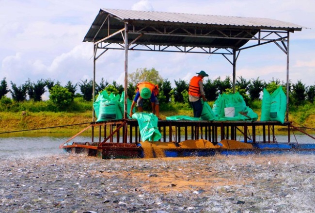 Xuất khẩu cá tra dần phục hồi