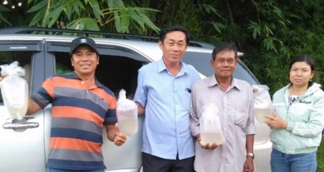 Nuôi luân canh tôm càng xanh toàn đực – lúa