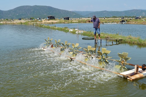 Diện tích nuôi thả thủy sản giảm hơn 100ha
