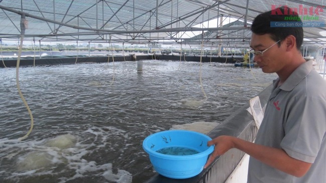 Doanh nghiệp nuôi tôm công nghệ cao, thu hàng chục tỷ đồng/ha
