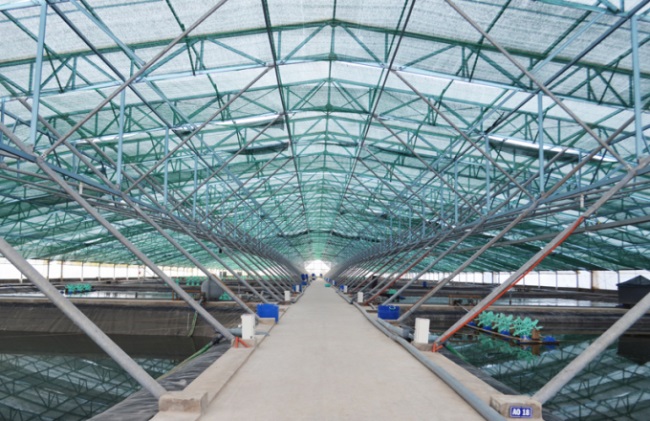 Khát vọng thương hiệu tôm giống “Made in Quảng Ninh”