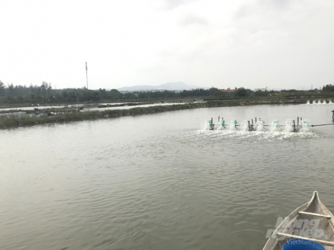 Bình Định kiến nghị hỗ trợ 60 tấn hóa chất xử lý môi trường thủy sản