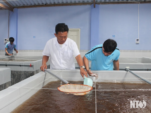 Ninh Thuận Hướng đến mục tiêu phát triển sản xuất tôm giống bền vững